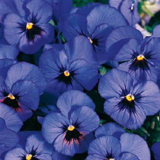 Viooltje Twix Blue with Eye