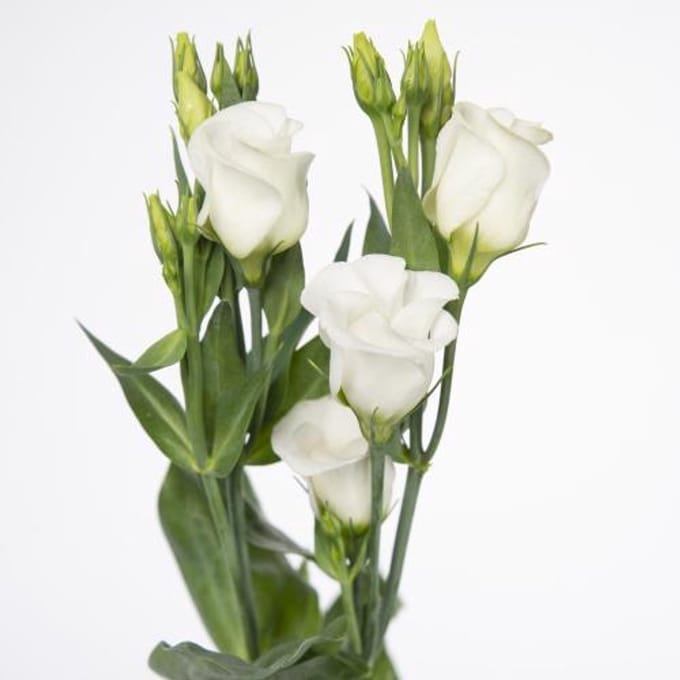10x Eust.piccolo white en 70cm