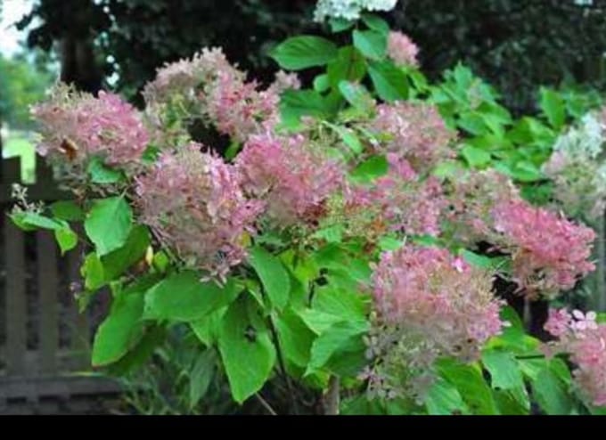 Hydrangea pan. 'Phantom' - Pluimhortensia 60- 80 cm in pot