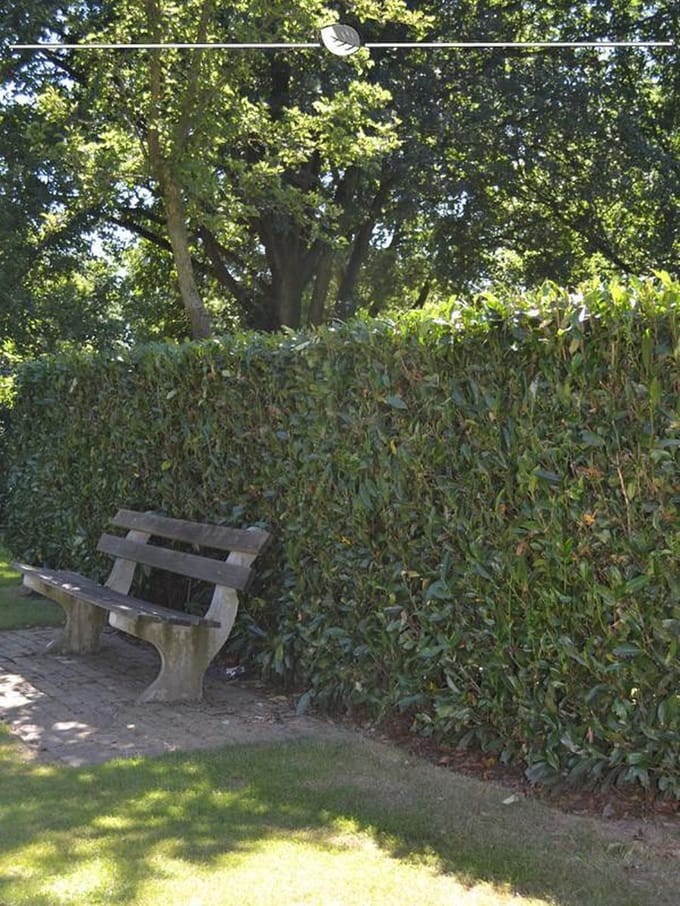 Laurier Prunus Herbergii 60-80 cm, 30x Haagplant