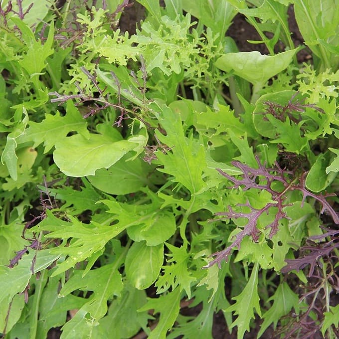 de Bolster Mesclun "Aziatisch"