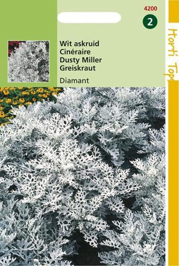 Hortitops Zaden - Cineraria (Senecio) Maritima Diamant