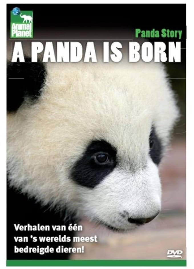 A Panda Is Born