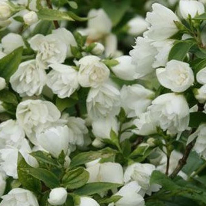 Philadelphus 'Manteau D'Hermine' - Boerenjasmijn 40-50 cm in pot