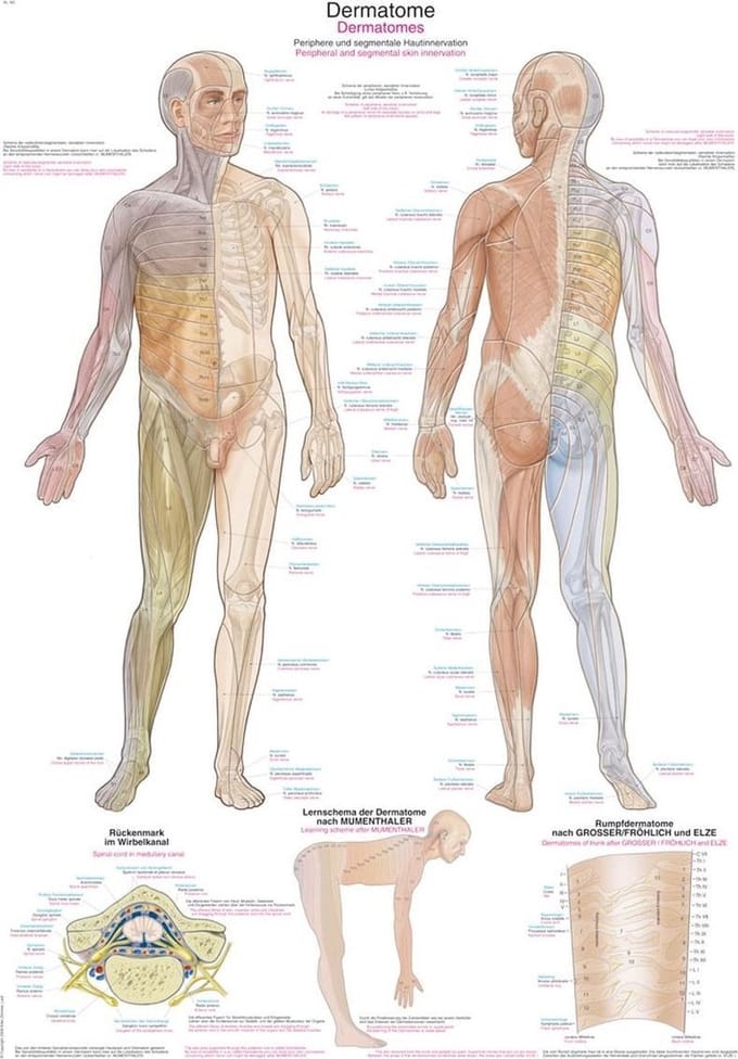 Het menselijk lichaam - anatomie poster dermatomen (50x70 cm) + ophangsysteem