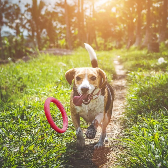 Huisdier Ring EVA Training Oefenringen Hond Frisbees Buiten Drijvend Interactief Speelgoed green