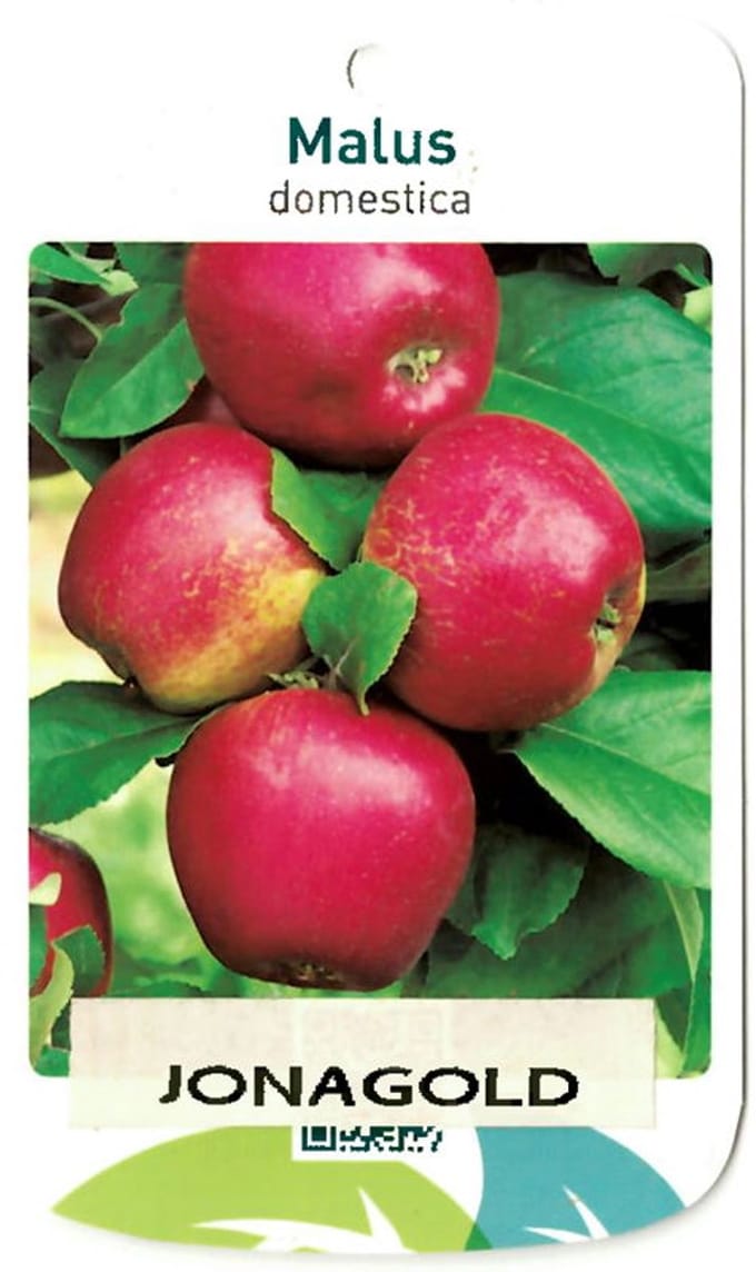 Oosterik home - Malus Domestica Jonagold