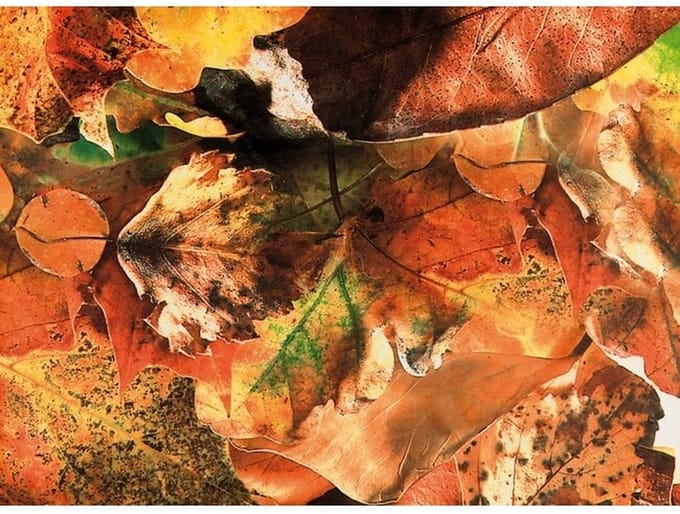Banner herfstbladeren 150 cm x 2,5 mtr