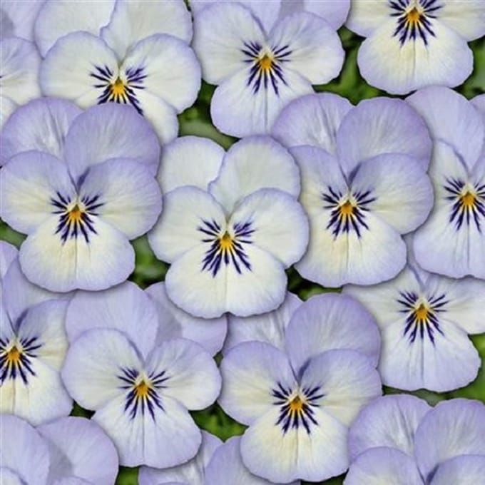 Viooltje Twix Blue Picotee