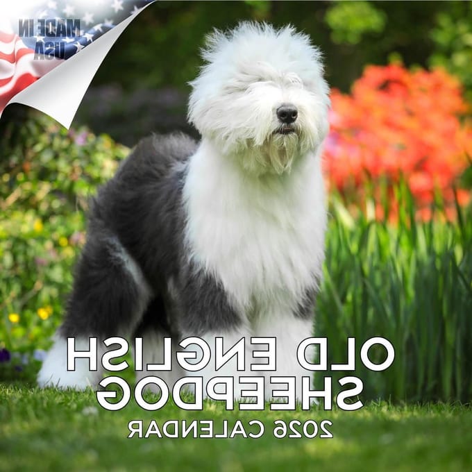 Hondenkalender - Kalender Hond - Plannen - Extra Maanden - 30 x 60 cm - Wit