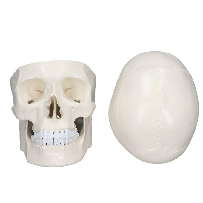 Simulatie 1:1 Menselijk Hoofd Schedel Model Afneembaar PVC Schedel Model voor Anatomie Leercursus white