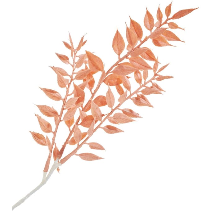Ruscus plukken