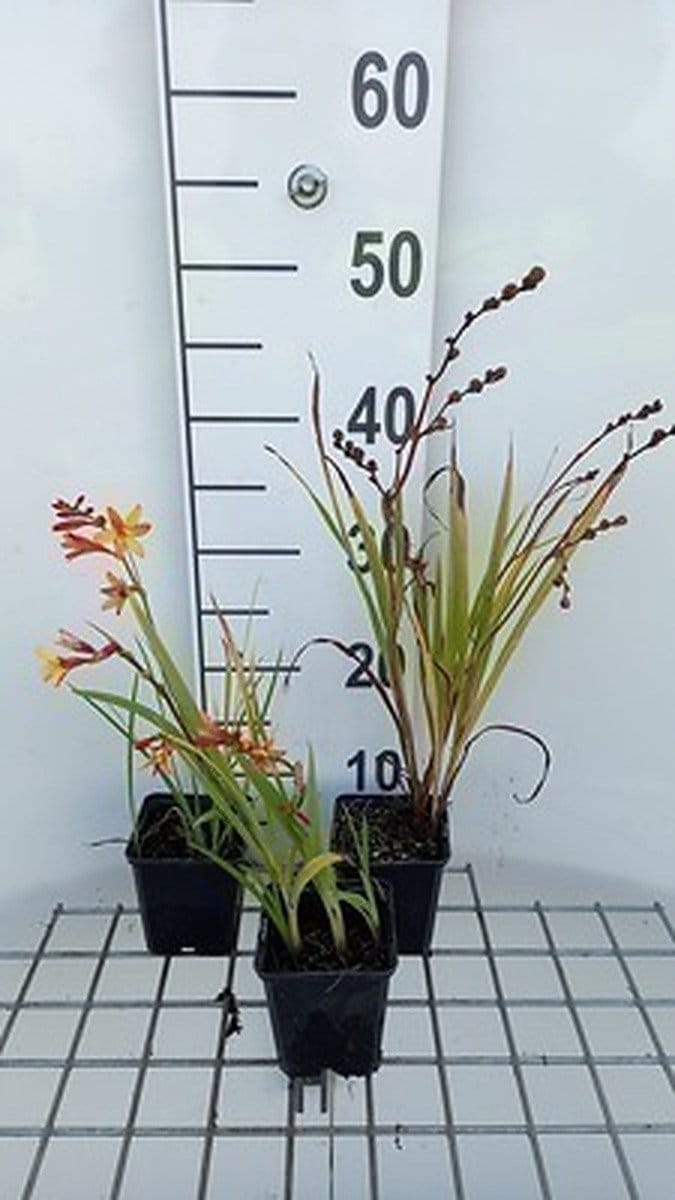 6x Montbretia - Crocosmia hybr. 'Jackanapes' | 9x9 cm pot