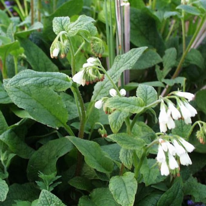 6 x Symphytum Grandiflorum -Smeerwortel pot 9x9cm
