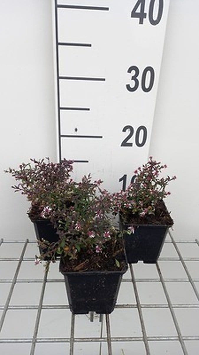 6x Aster - Aster lateriflorus 'Prince' | 9x9 cm pot