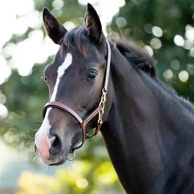 Leren halster voor veulen Kavalkade Yearling