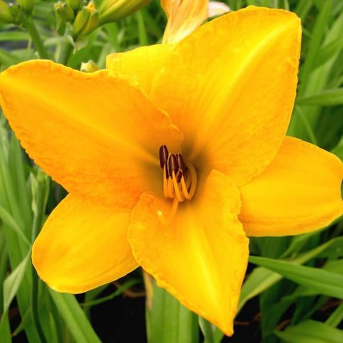 6 x Hemerocallis 'Chicago Sunrise' - Daglelie pot 9x9cm