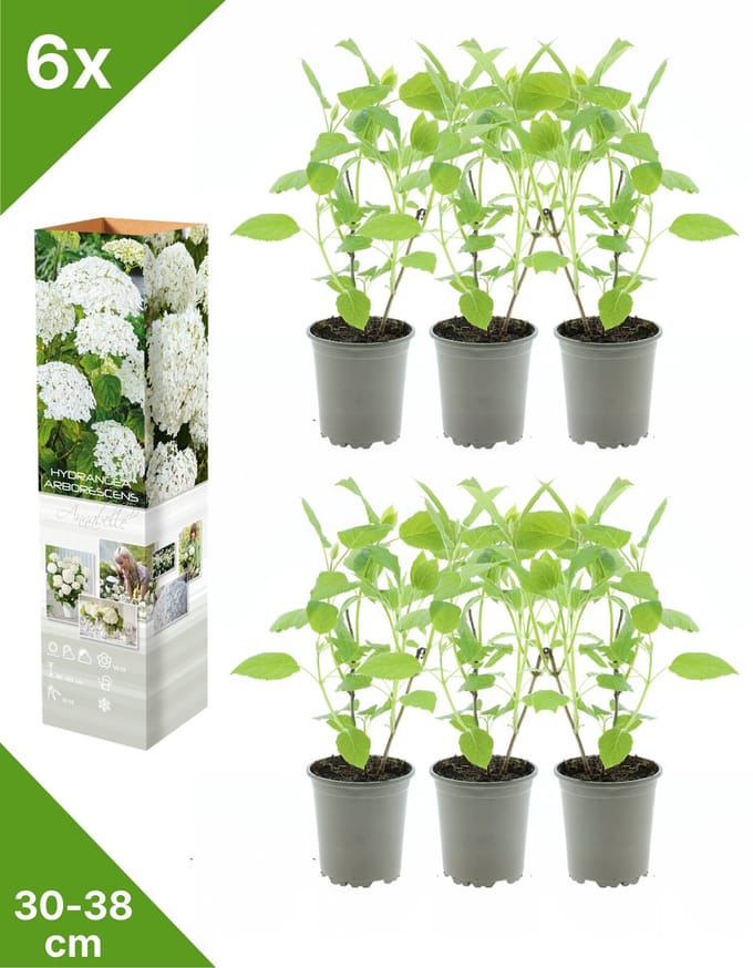 GARDENZO - 6x Hydrangea arb. 'Annabelle' (Bolhortensia)- in P9 Pot