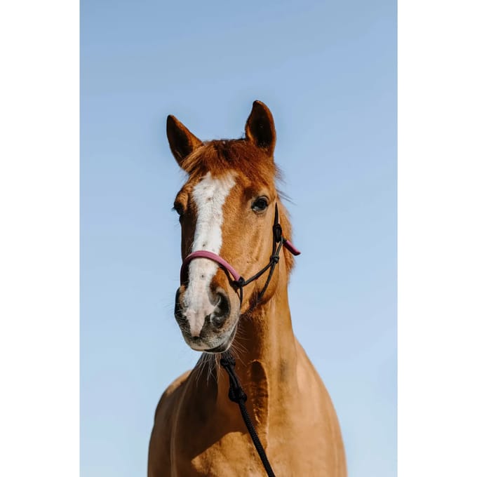 Norton Equestrian Suede Ethological Halster En Halstertouw Roze Full