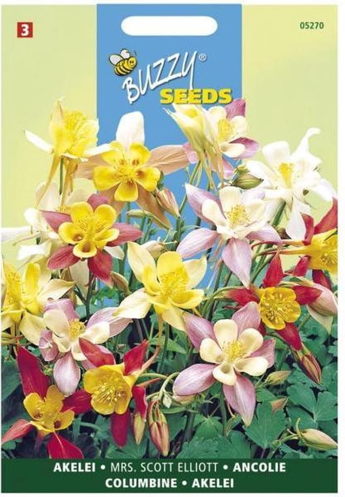 Buzzy - Akelie Mrs. Scott Elliott Mix (Aquilegia vulgaris)