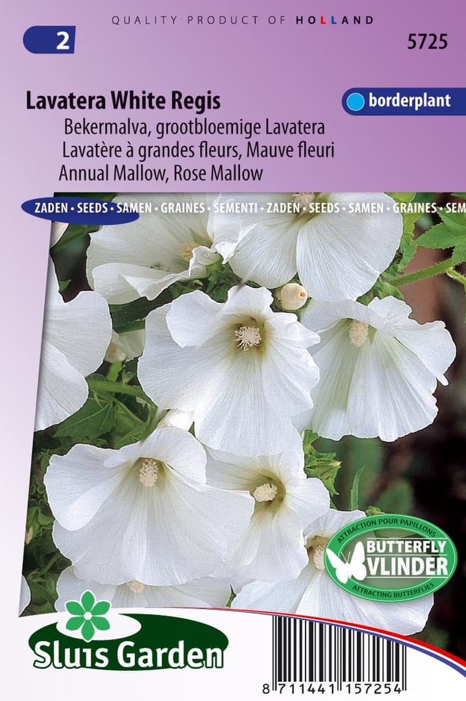 Sluis Garden - Lavatera White Regis (Bekermalva)