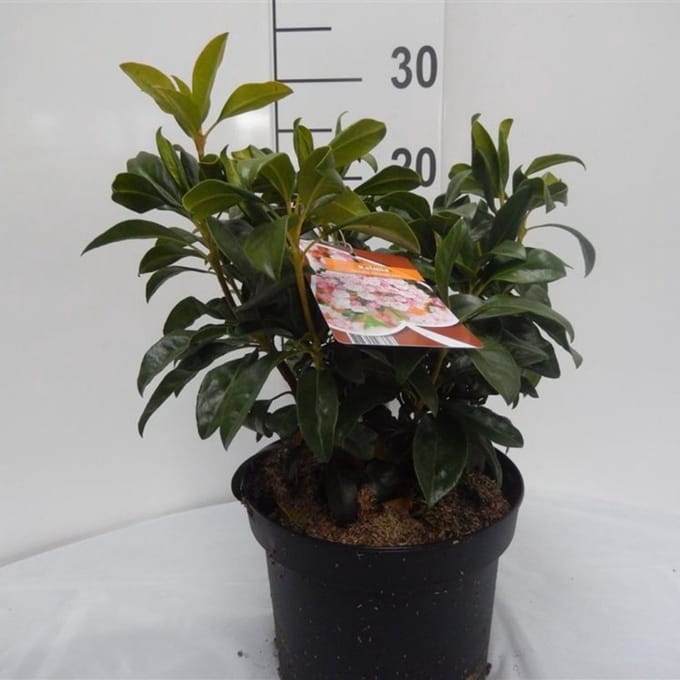 Kalmia latifolia 'Olympic Fire' C4 25-30 cm