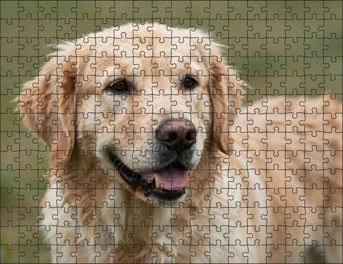 Puzzel Golden Retriever | 252 stukjes | Dierenpuzzel | Hondenpuzzel