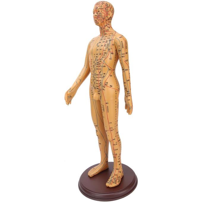 50cm  19.7in Messingkleur Acupunctuur Lichaamsmodel Duidelijke Meridianen Acupunctuurmodel beige