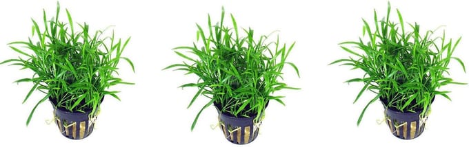 Levende aquariumplant Lilaeopsis novea zalandia  per 3 stuks