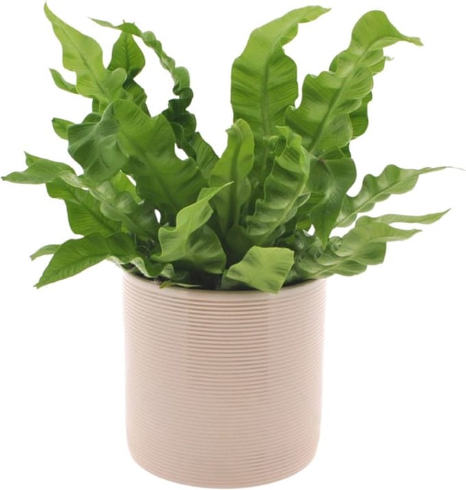 Asplenium Crispy Wave | 25cm | krulvaren | met gebroken witte keramieken pot