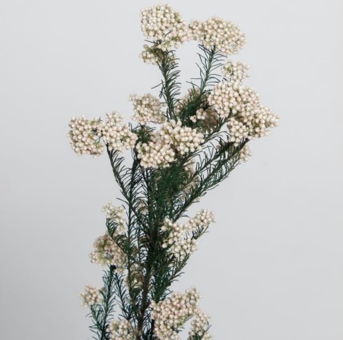Boeket van gedroogde bloemen Artemio