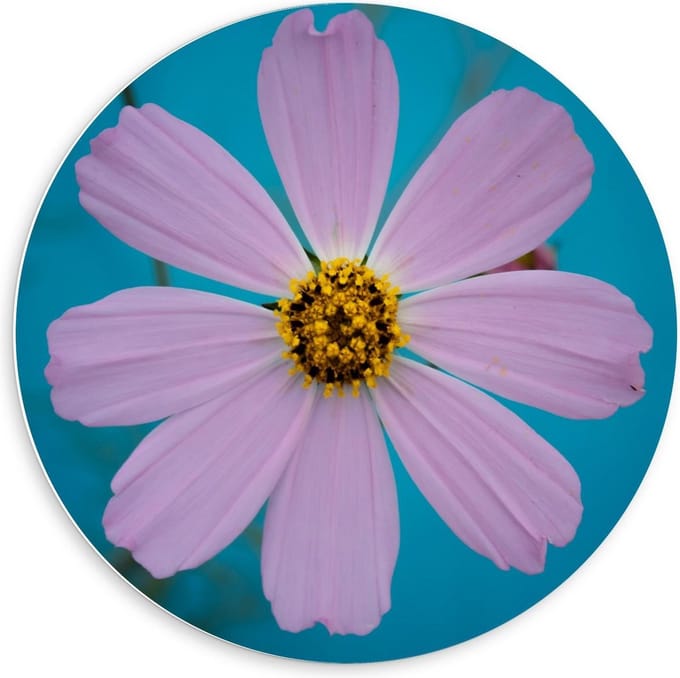 KuijsFotoprint - Schilderij - Fleurige Bloem - Blauw En Roze - 60 X 60 Cm