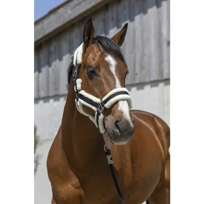 Halster voor paarden Norton Cosy