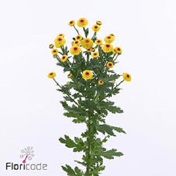 25x Chrysant san.madiba lambo sunrise 50cm