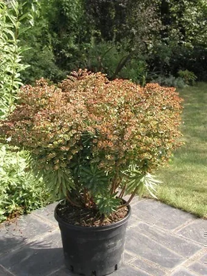 6x Wolfsmelk - Euphorbia hybr. 'Red Wing'® ('charam'®) | 9x9 cm pot