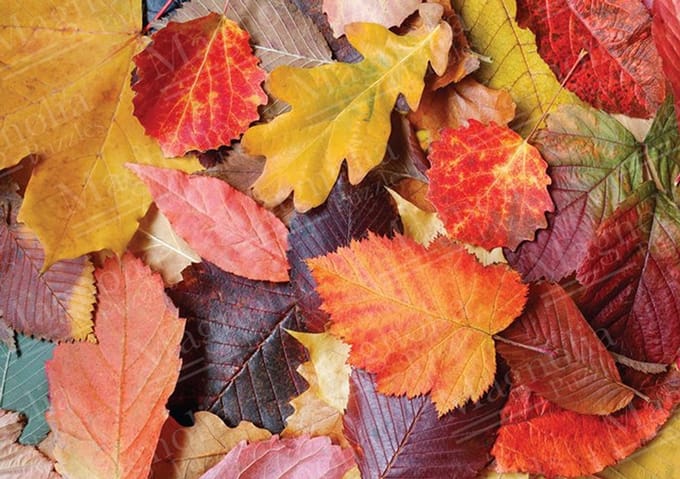Magnolia puzzel Colorful Leaves - 1000 stukjes legpuzzel.