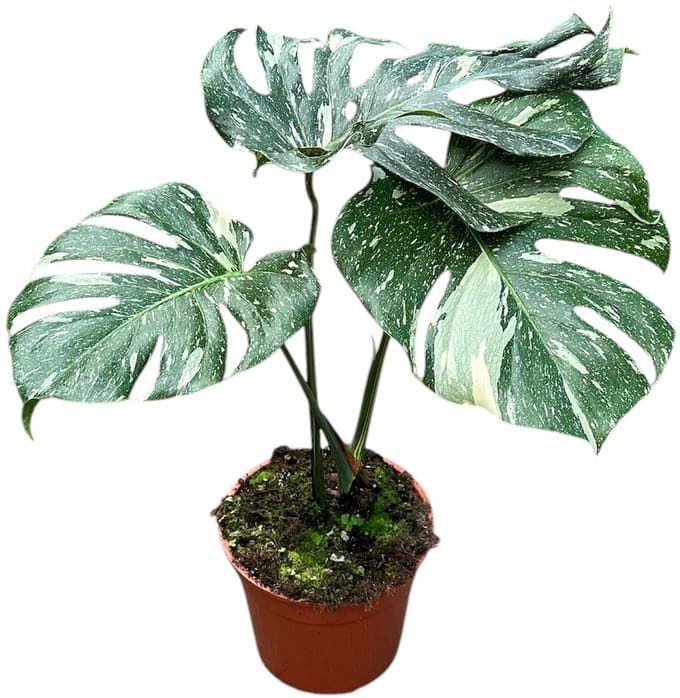 Monstera Thai Constellation - Kamerplant - Potmaat Ø27 cm