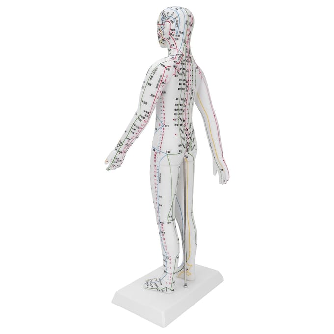 Onderwijs Acupunctuur Meridianen Model Vrouwen Acupunctuur Model met Basis Acupunctuurnaalden Set white