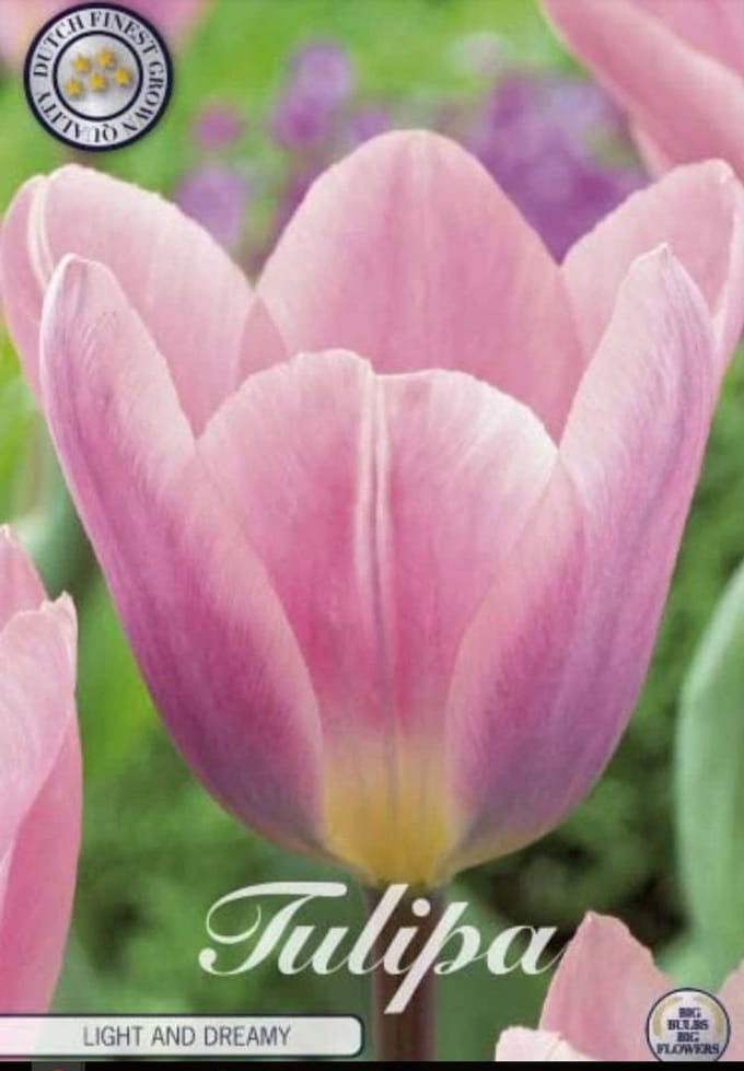 Dutch Finest Quality bloembollen Tulpen Tulp Darwin Hybrid Light and Dreamy x 7 12+s