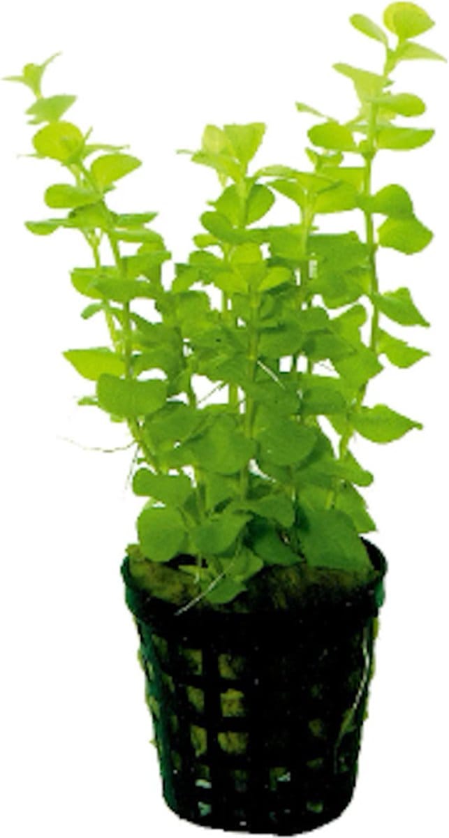 Aquaflora Lysimachia Nummularia Aurea | Penningkruid | In Bos met Loodje