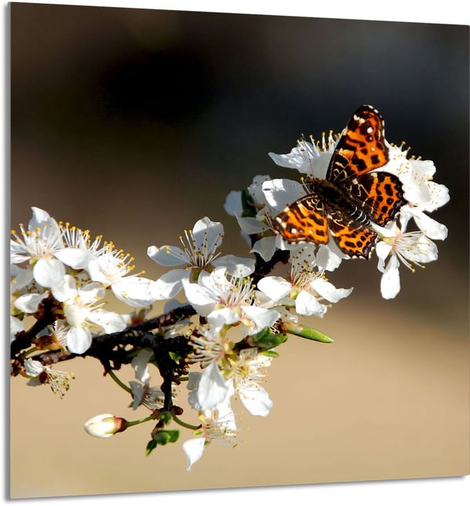 TMK ArtDeko - Snijplank - Glas - 60x65 cm - Hartvormig