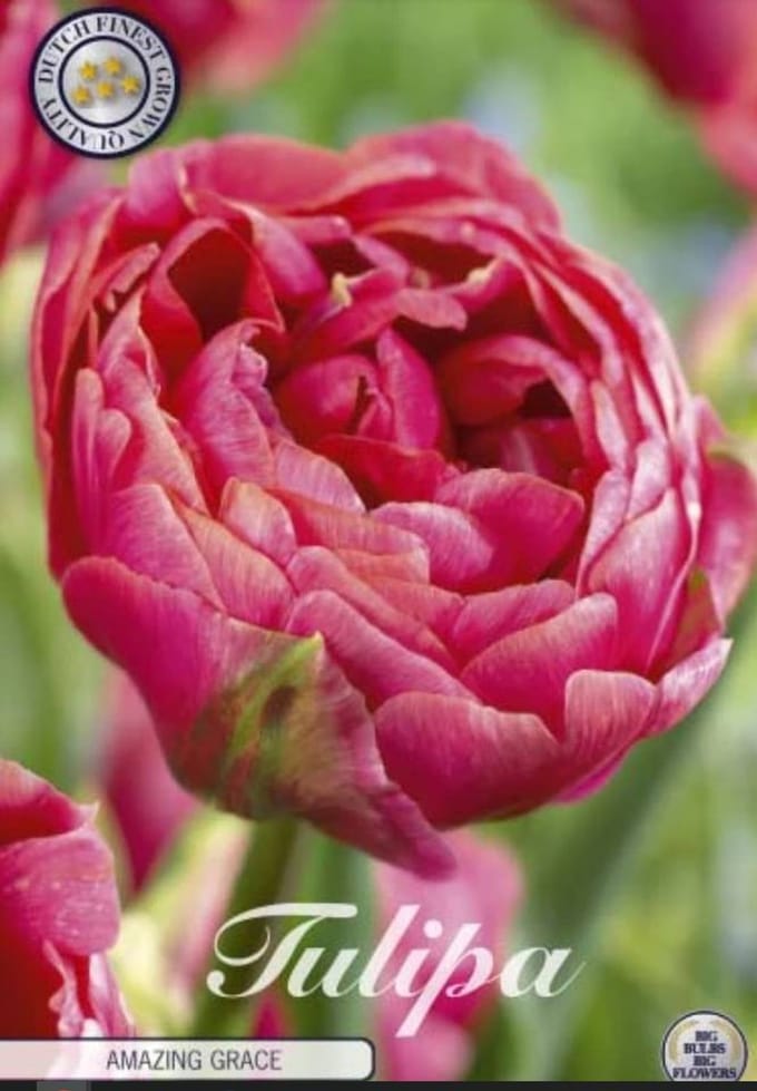 Dutch Finest Quality bloembollen - Tulpen Tulp Double Late Amazing Grace x7 12/+s