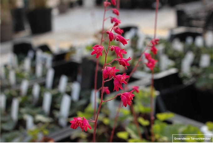 6x Purperklokje - Heuchera sanguinea 'Leuchtkäfer' | 9x9 cm pot