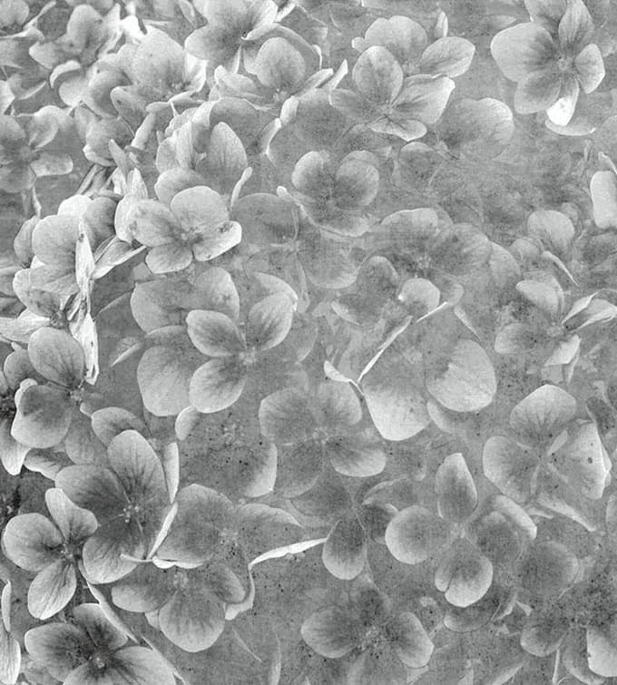 Fotobehang - Apple Tree Abstract III 225x250cm - Vliesbehang