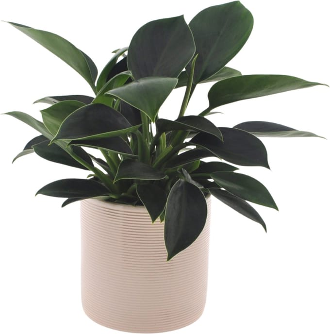 Philodendron Green Princess | 35cm | met gebroken witte keramieken pot