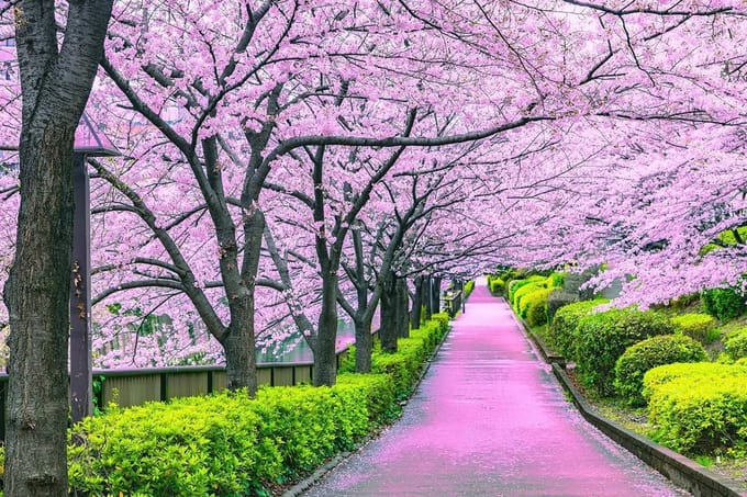 Cherry Blossom Bliss Tokio Puzzel - 1000 Stukjes