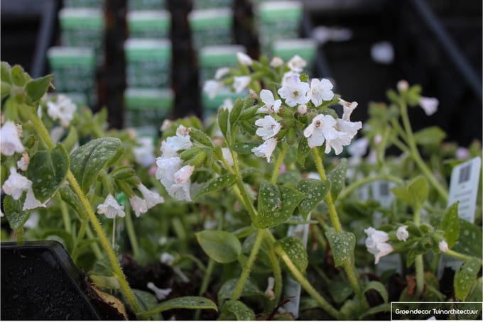 6x Longkruid - Pulmonaria off. 'Sissinghurst White' | 9x9 cm pot