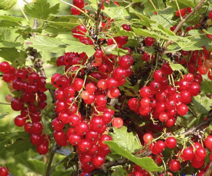 Ribes rubrum rood/rouge - Rode bes struik in pot