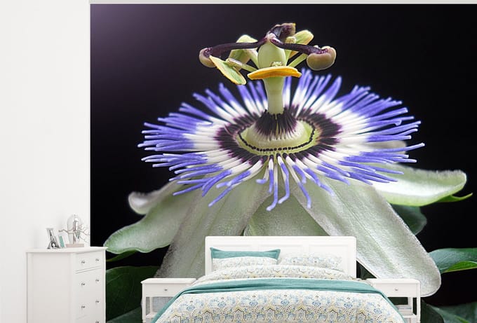 Behang - Fotobehang Wit met paarse passiebloem - Breedte 325 cm x hoogte 260 cm