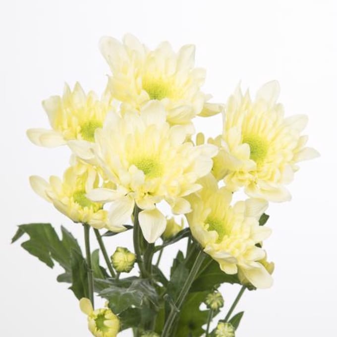 10x Chrysant radost cream 70cm